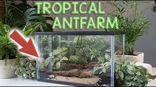 How to Build an Ant Nest #2 | Tropical Formicarium (Natural)