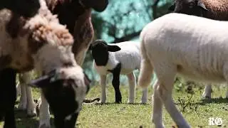 Lambs reunited at Westover Farm