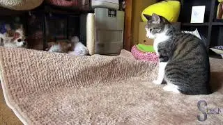Gato engraçado. #2