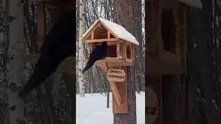 Чёрный дятел на кормушке#nature #birds #голос