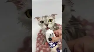 Spa cat 😀 #shorts #cat