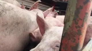 Ready for Slaughter: Pig, Cow, Sheep