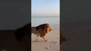 King Lion Walk To Dubai Beach..!!🦁⚡🏖️