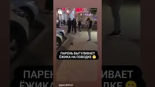 Выгул ежика на поводке в Воронеже #воронеж #ёжики