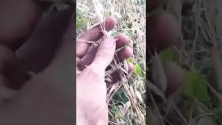 Точно ли мы косим овес))??! 