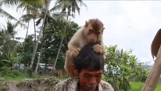 MEMINANG BERUK KELAPA