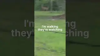 Watching Deer as They are Watching me