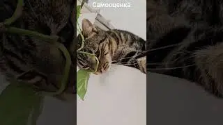 крутой кот#shots#бенгал#психология#веселье#кот#юмор#красавчик#милота#прикол#самоуверенность