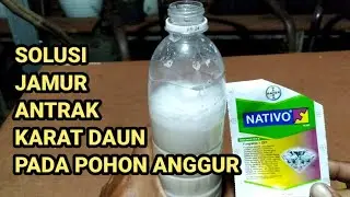 Cara mencegah jamur dan karat daun pada tanaman anggur