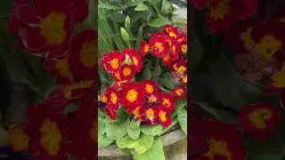 Идеи/ примеры декора сада 👌Использование бочки в декоре 💡 Dekoideen 💡