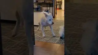 What the futt is this dawd? i do 't like it! 🤣 #pitbullshorts #ilovemypitbull #funny #lovemydog