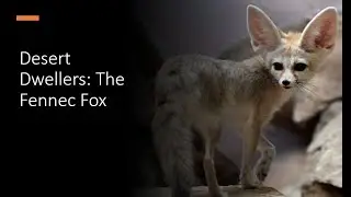 Desert Dwellers: The Fennec Fox Fact File