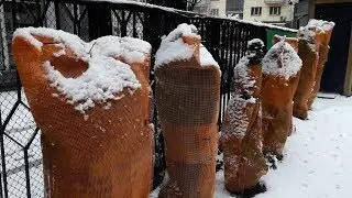 Зимние УКРЫТИЯ для ТУЙ. Результат впечатляет.