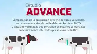 BVDZero España: Estudio Advance