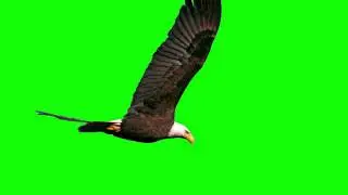 Green screen eagle fly - slo-mo