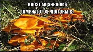 Ghost Mushrooms (Omphalotus nidiformis): The Glowing Fungi of the Night
