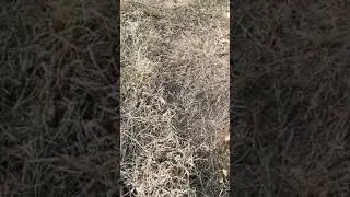 Охота на фазана! 