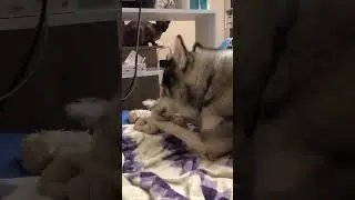 А вам удается сохранить квартиру чистой хотя бы 10 минут? 😂😂😂 #жизньссобакой #хаски #собака