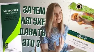 Профилактика простейших у амфибий. Как и зачем?