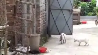 Two Cat Fight In My Roof Deadly fight between cats-TheArounDTv