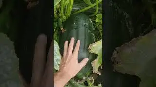 17 августа 2024 г.