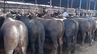 МОЛБОЗОРИ ХУДЖАНД МОЛИ ФАРБЕХ