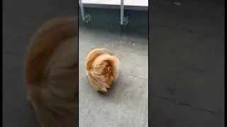 Funny dog