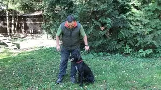 Что делать если легавая жует птицу