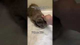 Мери оставлена на стерилизацию