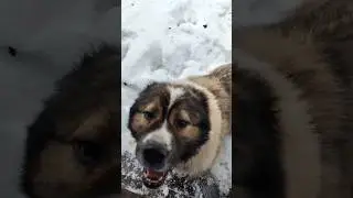 Преданность Кавказской овчарки