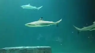 ❤️Suasana dalam Aquarium Raksasa