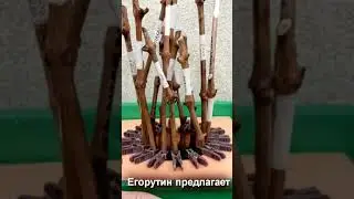 Укоренение на воде винограда в плавающем укоренителе.