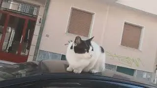 cute cat see my junk food