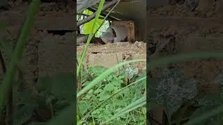 How many pounds can a bee bee raised after two months of nesting?