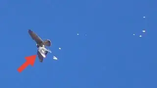 Сокол Сапсан разрывает голубя в небе. Peregrine Falcon tears a pigeon in the sky