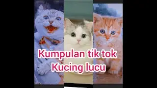 Kucing lucu  viral /mahluk terlucu