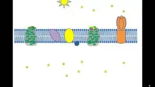 Noncyclic Photophosphorylation