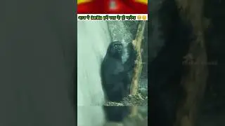Poor Gorilla failed attempt made my heart cry 😭🥺
