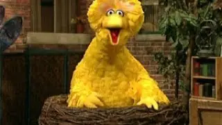 Elmo's World Quizzes - Birds