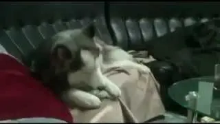 Реакция собаки на искусственную косточку