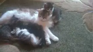 Самое прикольное видео Наши котята Our playful kittens