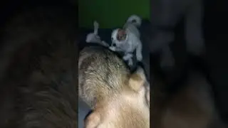 Кусюка Рексюка