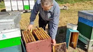Пізній рій. Огляд та обробка від кліща