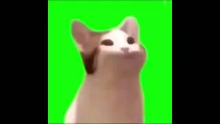 Pop cat green screen