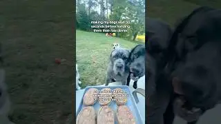 making my dogs wait 30 seconds before handing them their raw dinner🐶🥩😂