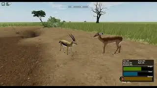gazelle doing smt dangerous then befriends impala