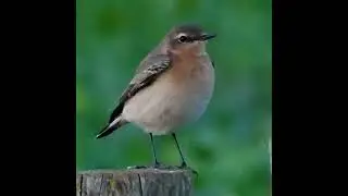 Female Northern Wheatear