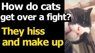 Largest Tuxedo Cat Memes from TikTok Compilations 2020 Dec #19 🐱 Black & White Cat Memes CLEAN