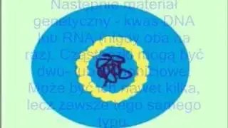Wirusy - powstanie i cykle