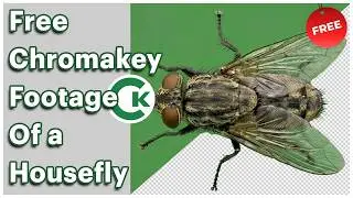 Free Housefly Green Screen Footage | Chroma Key Fly Video